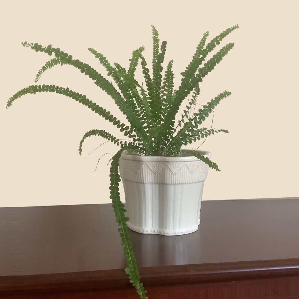 EUC Harry & David Bone Colored Ceramic Planter - Picture 2 of 9